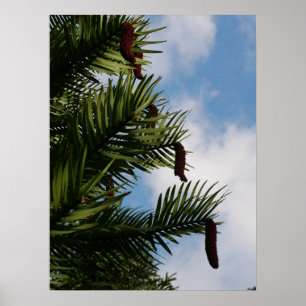 Wollemi Pine Tree Conesポスター ポスター