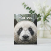Wolong National Nature Reserve China ポストカード (スタンド正面)
