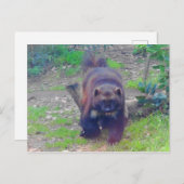 Wolverine #1はがき ポストカード (正面/裏面)