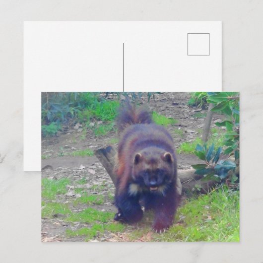 Wolverine #1はがき ポストカード (正面/裏面)