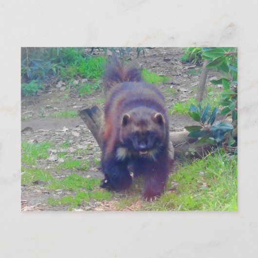 Wolverine #1はがき ポストカード (正面)