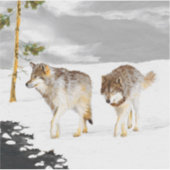 Wolves in Snow 絵画's -オリジナルワイルドライフアート シール (正面)