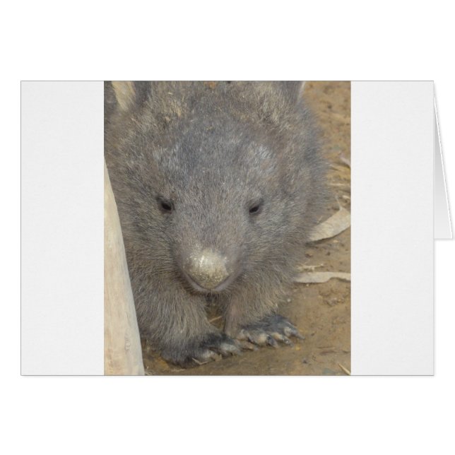 Wombat (正面横)