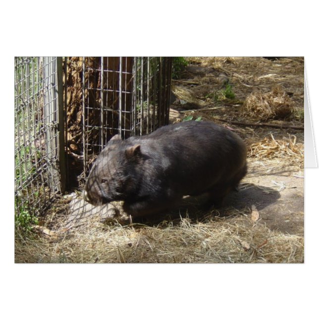 Wombatsのために野生 (正面横)