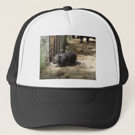 Wombatsのために野生 キャップ (正面)