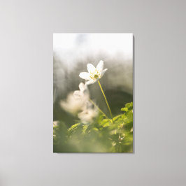 Wood Anemoneの自然写真 キャンバスプリント