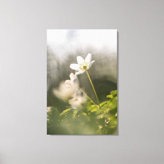 Wood Anemoneの自然写真 キャンバスプリント (正面)