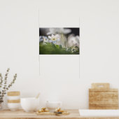 Wood Anemoneの自然写真 ポスター (キッチン)