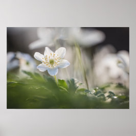 Wood Anemoneの自然写真 ポスター