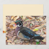Wood Duck フラットカード シーズンカード (正面/裏面)