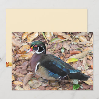 Wood Duck フラットカード シーズンカード
