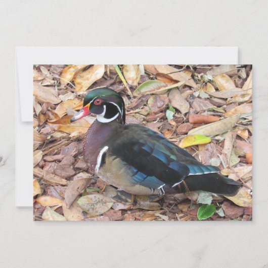 Wood Duck フラットカード シーズンカード (正面)