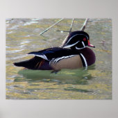 Wood Duck Drake ポスター (正面)
