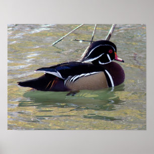 Wood Duck Drake ポスター