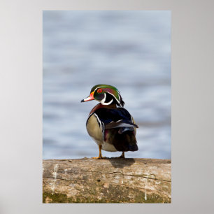 Wood Duck male on log in wetland ポスター
