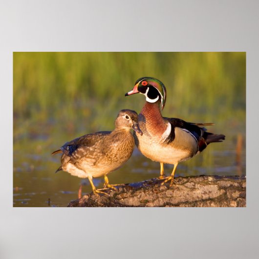 Wood Ducks and female on log in wetland ポスター (正面)