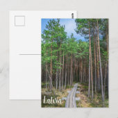 Wooden trail in pine forest ポストカード (正面/裏面)