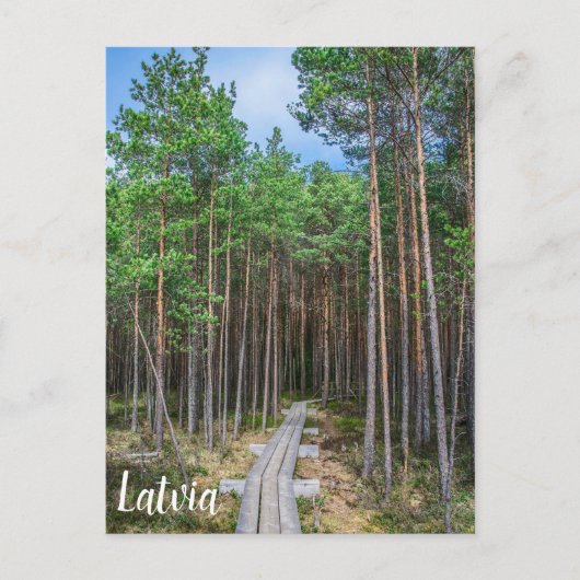 Wooden trail in pine forest ポストカード (正面)