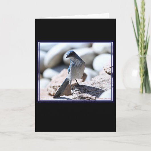 WoodhouseのScrub-Jayカメラ用モデリング。 カード (正面)