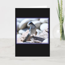 WoodhouseのScrub-Jayカメラ用モデリング。