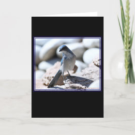 WoodhouseのScrub-Jayカメラ用モデリング。 カード