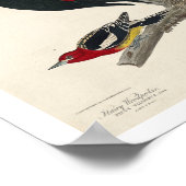 Woodpecker by Audubon Poster ポスター (角)
