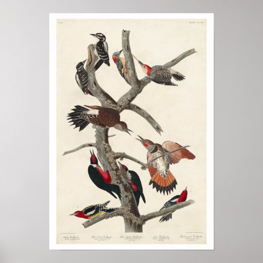 Woodpecker by Audubon Poster ポスター (正面)