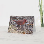 Woodpecker&Maleの（鳥）ショウジョウコウカンチョウ カード (裏面)