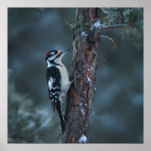 Woodpecker sits on a tree trunk ポスター (正面)