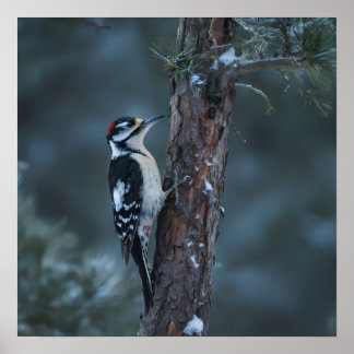 Woodpecker sits on a tree trunk ポスター