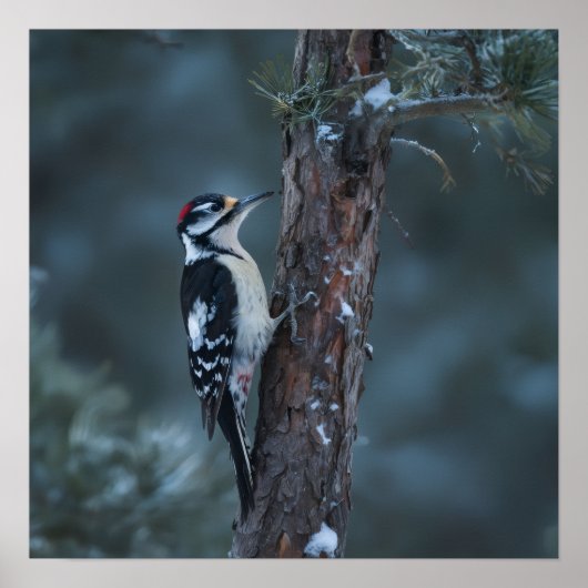 Woodpecker sits on a tree trunk ポスター (正面)