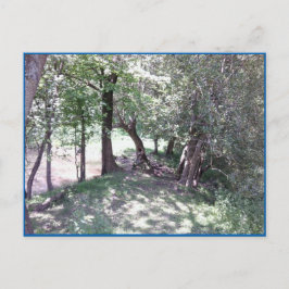 Woods by Pondフォトポストカード ポストカード