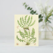 Woodsiaのシダ ポストカード (スタンド正面)