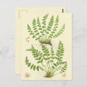Woodsiaのシダ ポストカード (正面/裏面)