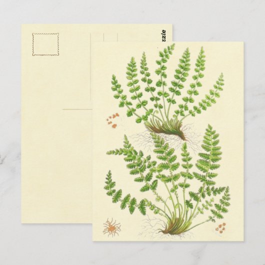 Woodsiaのシダ ポストカード (正面/裏面)