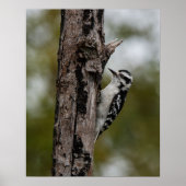 Woody ポスター (正面)