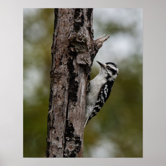 Woody ポスター (正面)