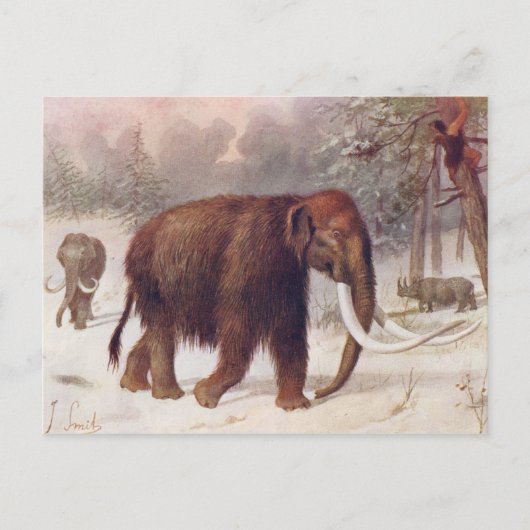 Woolly Mammoth Prehistoric Animal Antique Print ポストカード (正面)