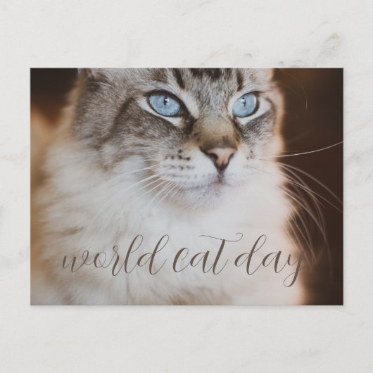world Cat Day Postcard ポストカード (正面)