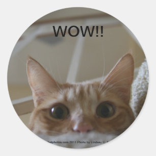 WOW!! 猫のステッカー ラウンドシール