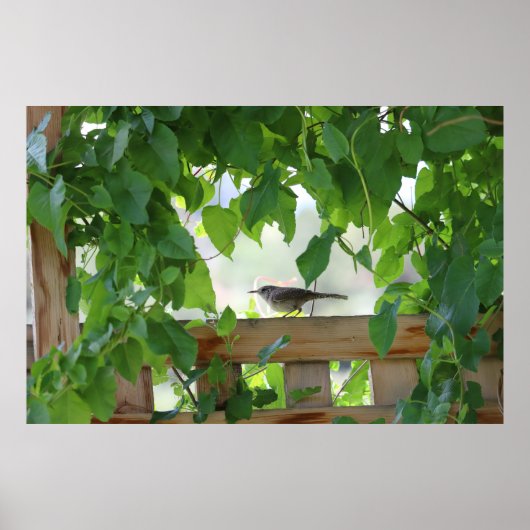 Wren In Arbor ポスター (正面)