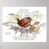 Wren Songbird Study Nature Wildlife Art ポスター (正面)