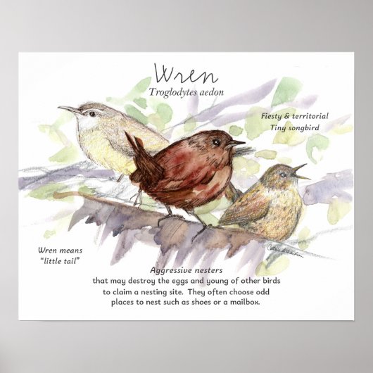 Wren Songbird Study Nature Wildlife Art ポスター (正面)