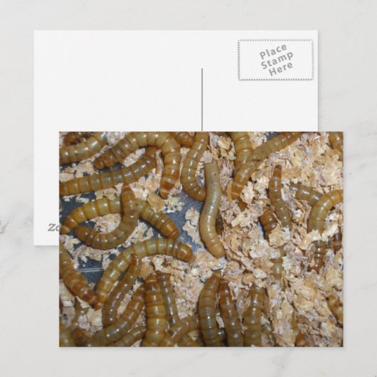 www!ミミズのはがき ポストカード (正面/裏面)