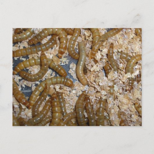 www!ミミズのはがき ポストカード (正面)