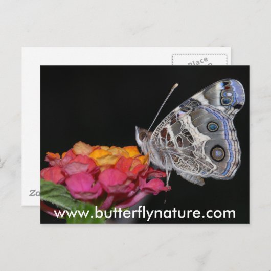 www.butterflynature.com ポストカード (正面/裏面)