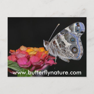 www.butterflynature.com ポストカード