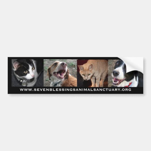 www.sevenblessingsanimalsanctuary.org バンパーステッカー (正面)