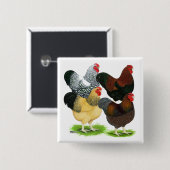 Wyandotte:  オンドリの類別 缶バッジ (正面&裏面)