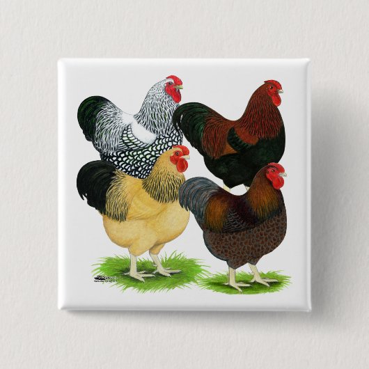 Wyandotte:  オンドリの類別 缶バッジ (正面)